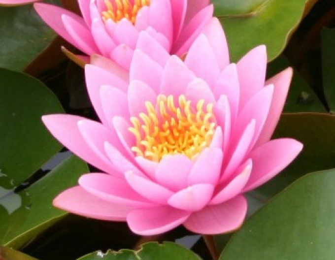 Seerose Fabiola