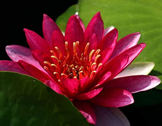 Seerose Froebeli
