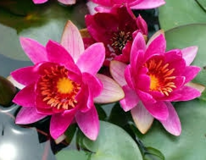 Seerose Froebeli