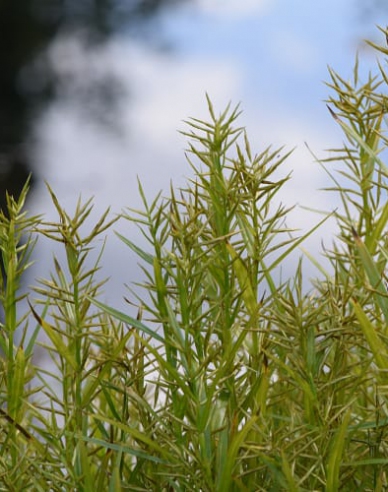 Wasserbambus - Dulichium arundinaceum