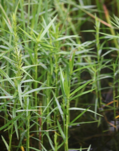 Wasserbambus - Dulichium arundinaceum