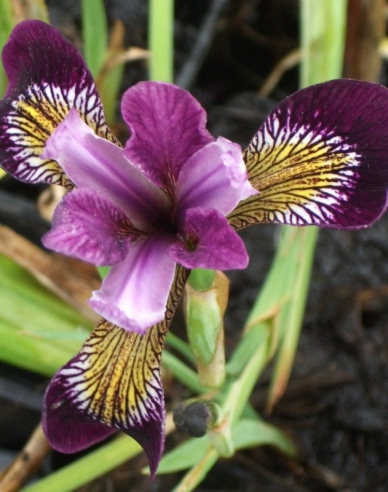 Iris Versicolor Kermesina