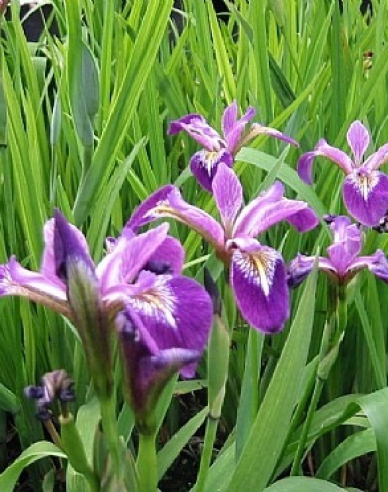 Iris Versicolor Kermesina