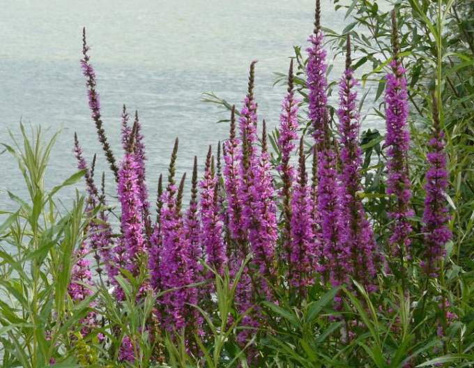 Blutweiderich