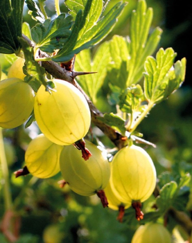 Stachelbeere Hinnonmaki Yellov Strauch