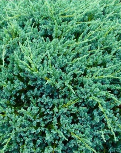 Wacholder ´Blue Carpet´