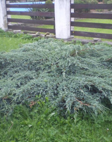 Wacholder ´Blue Carpet´