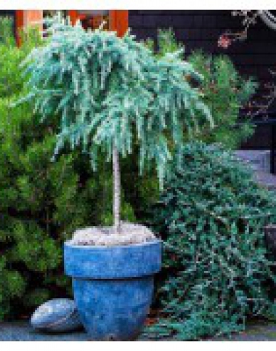 Himalaya-Zeder "Feeling Blue"