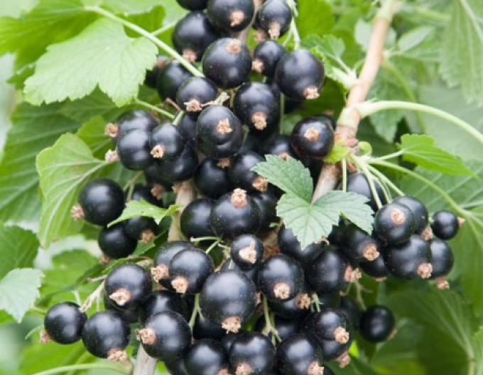 Schwarze Johannisbeere Otelo KER