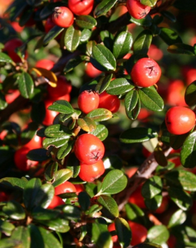 Kriechmispel Skogholm