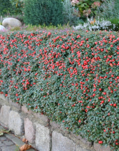 Kriechmispel Skogholm