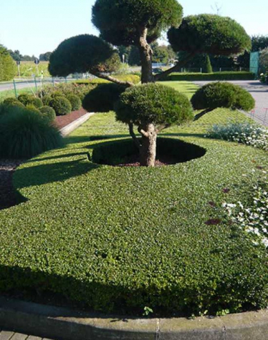 Kriechmispel Skogholm