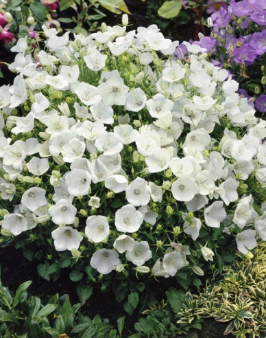 Karpatenglockenblume ´Pearl White´