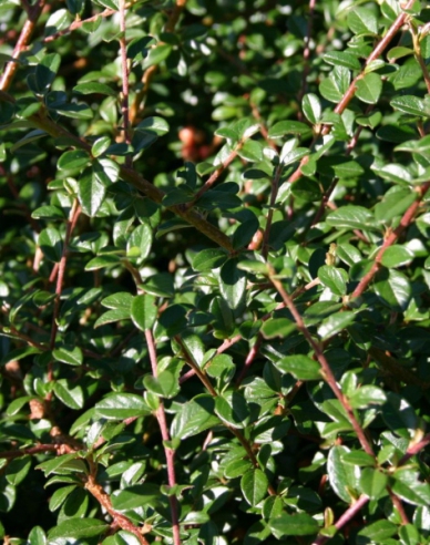 Kriechmispel Skogholm