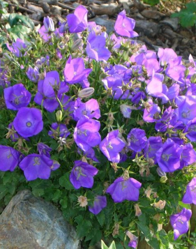 Karpatenglockenblume Pearl Blue