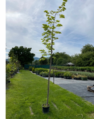 Linde kleinblättrig