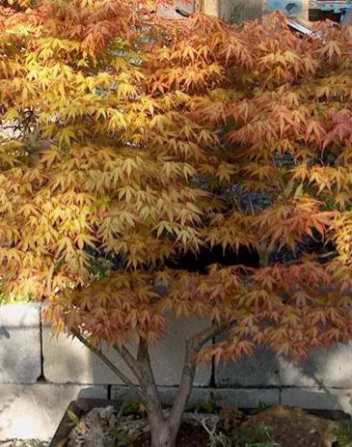 Palmblättriger Ahorn Katsura