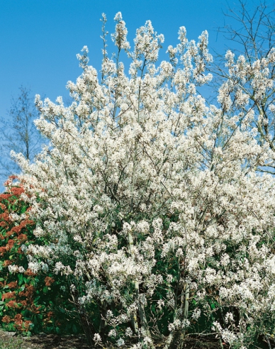 Kupfer-Felsenbirne 120 - 140cm