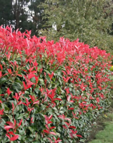 Glanzmispel ’Fraseri Red Robin 2l