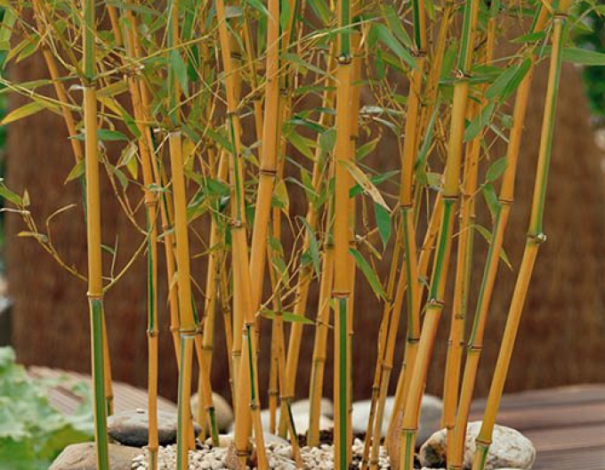Bambus  Aureocaulis 