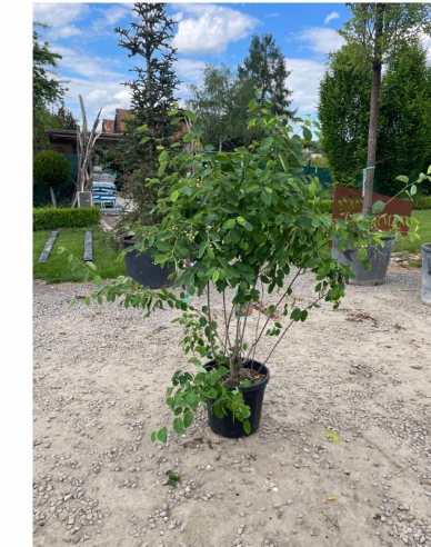 Kupfer-Felsenbirne 120 - 140cm