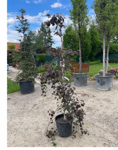 Judasbaum aus Kanada Ruby Falls