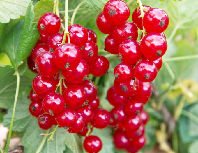Rote Johannisbeere Rosetta Stämmchen 2l