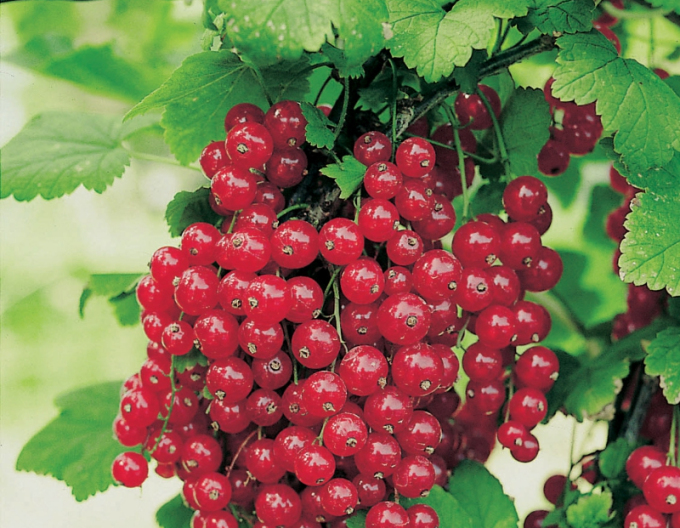 Rote Johannisbeere Red Lake Hochstämmchen, cont. 2l