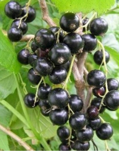 Schwarze Johannisbeere Sofijevskaja Hochstämmchen, 2l