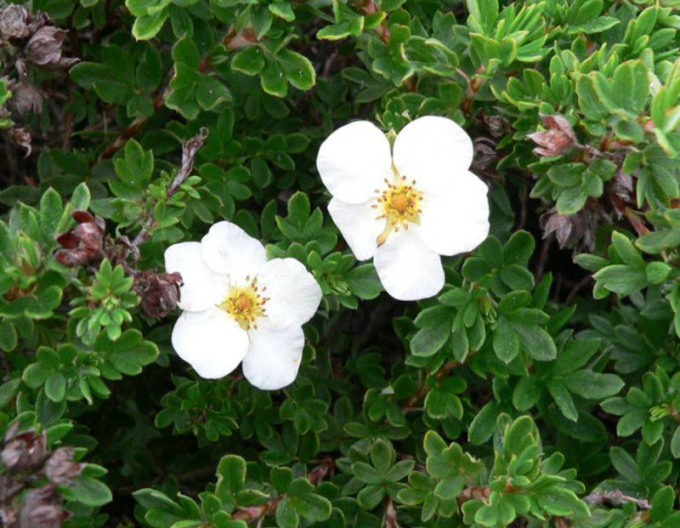 Tilford Creme