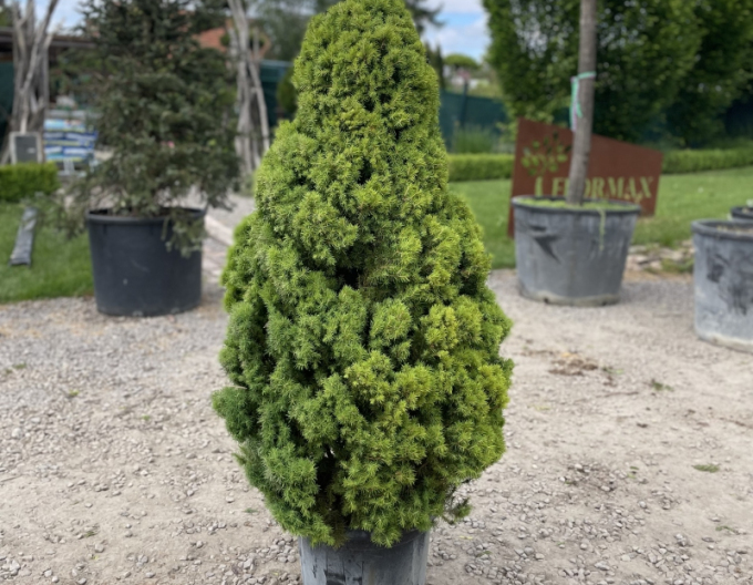 Weißfichte Albertiana 100cm