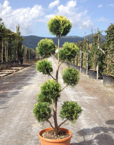 Leyland-Zypresse PON PON 120cm