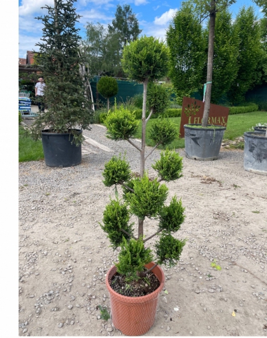 Leyland-Zypresse PON PON 120cm