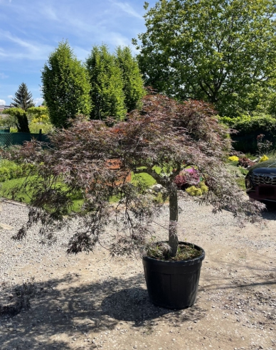 Palmenblättriger Ahorn Granat auf einem Stiel