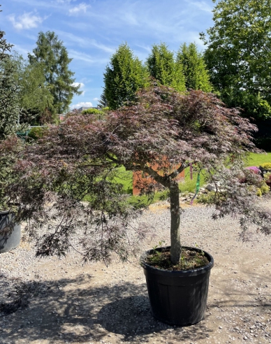 Palmenblättriger Ahorn Granat auf einem Stiel