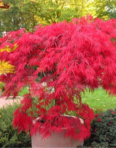 Palmenblättriger Ahorn Granat auf einem Stiel