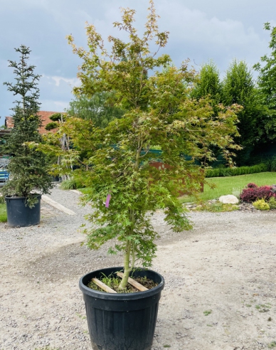 Palmblättriger Ahorn Katsura