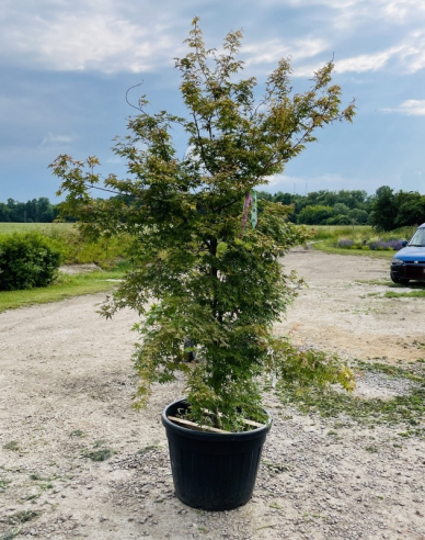 Palmblättriger Ahorn Katsura