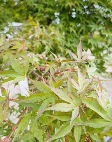 Palmblättriger Ahorn Katsura