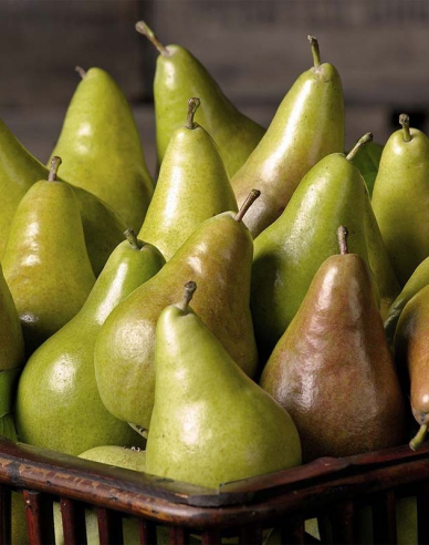 Säulenförmige Birne Concorde 2l