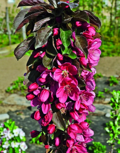 Säulenapfelbaum Maypole auf M7, Cont. 5l