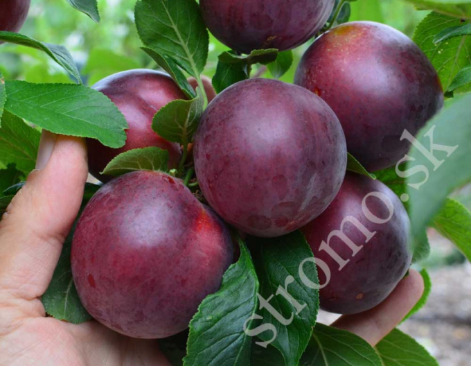 Aprikose-Pflaume GLOBUS