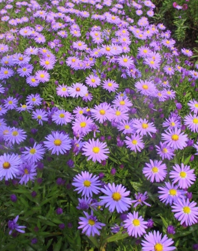 Aster Prof. Anton Kippenberg