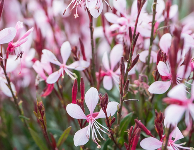 Gaura Gracefull Pink