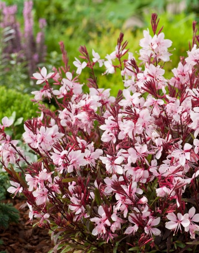 Gaura Gracefull Pink
