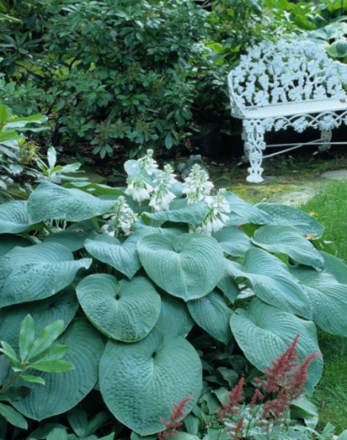 Funkie Bressingham Blau