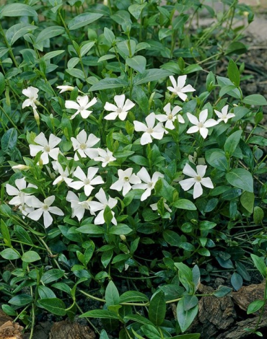 Kleines Immergrün Alba