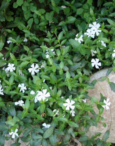 Kleines Immergrün Alba