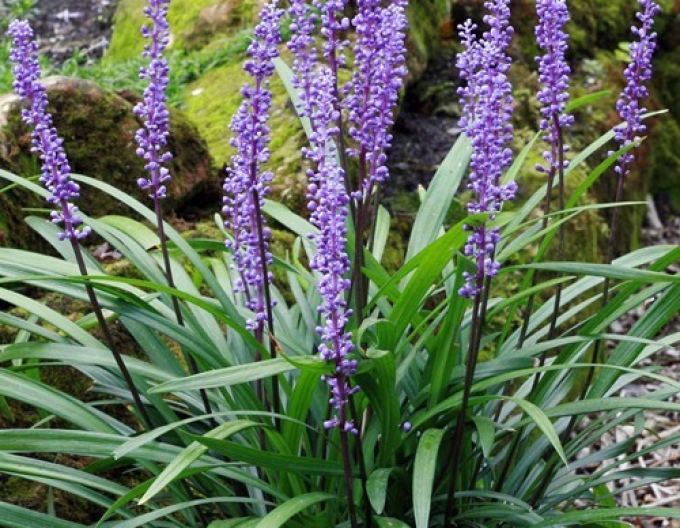 Liriope Prellung