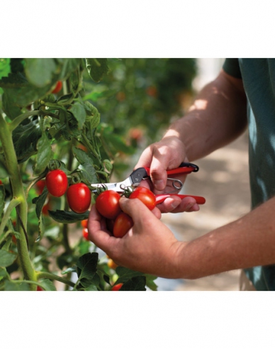 FELCO 321 Ernteschere